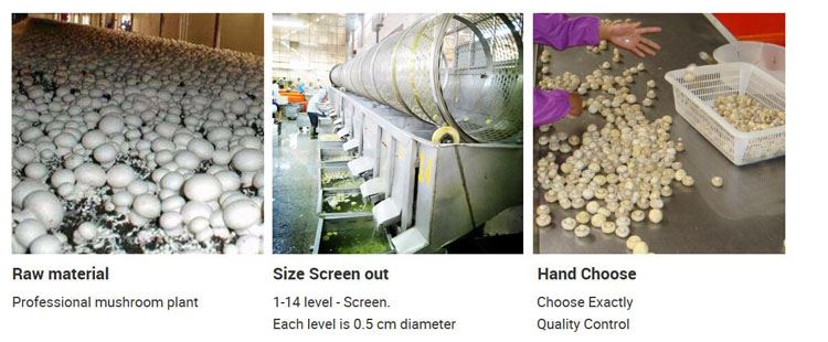 Best factory white champignon mushroom in brine in drums Best factory white champignon mushroom in brine in drums