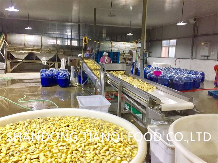 Factory white mushroom in plastic drums