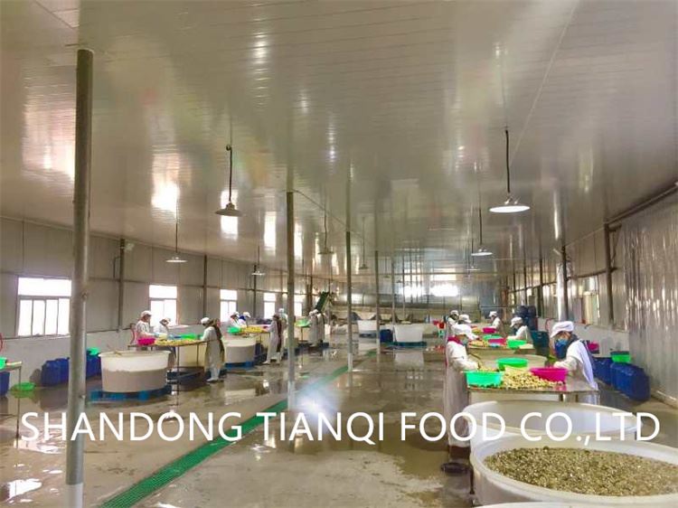 SHANDONG TIANQI mushroom in drums SHANDONG TIANQI mushroom in drums