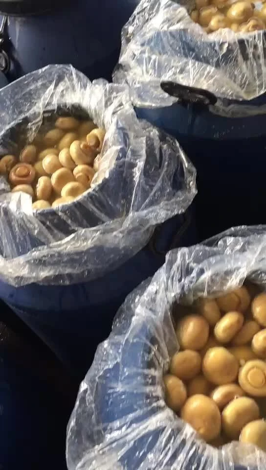 Best quality whole white mushroom in brine in drums