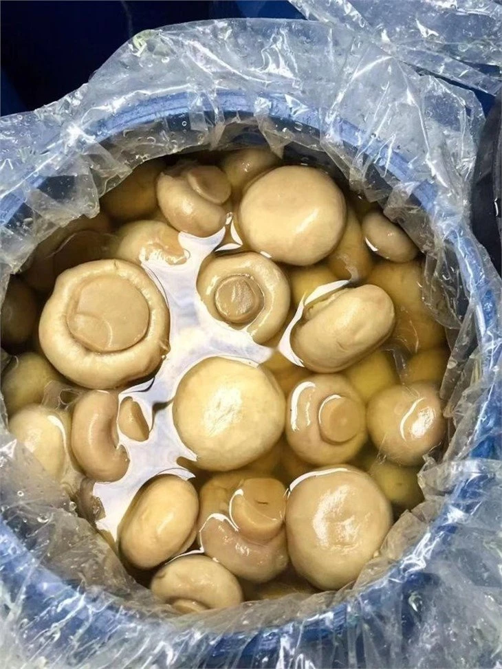 4-6CM white champignon mushroom in brine in drums