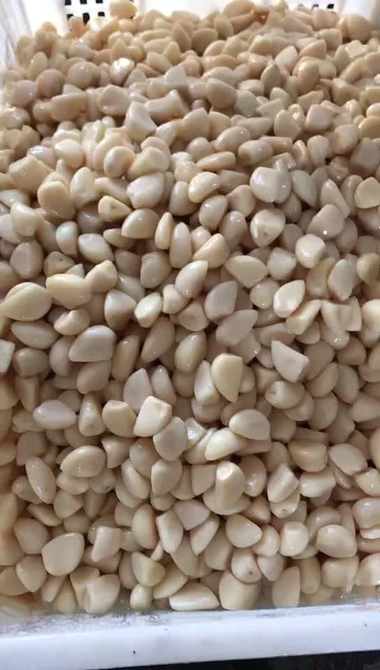 White garlic in salted water in drums