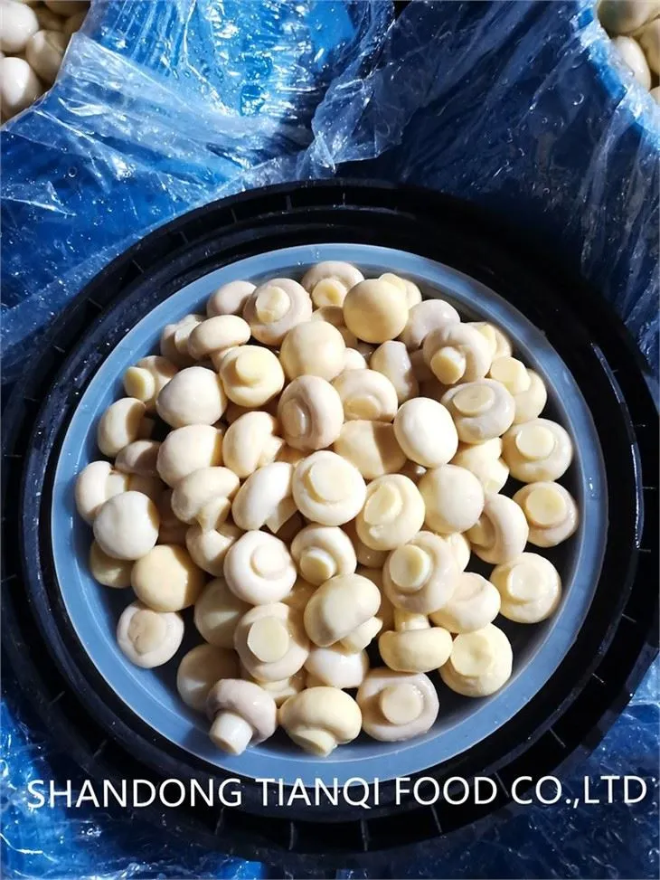 Mushroom in Brine in Plastic Drums