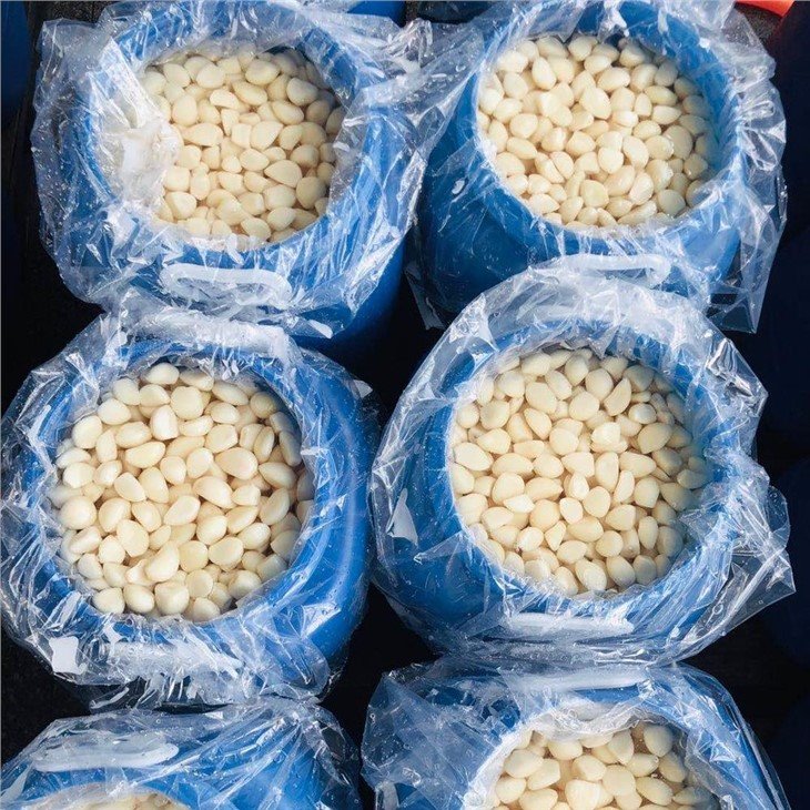 High quality Normal white garlic in salted water in drums