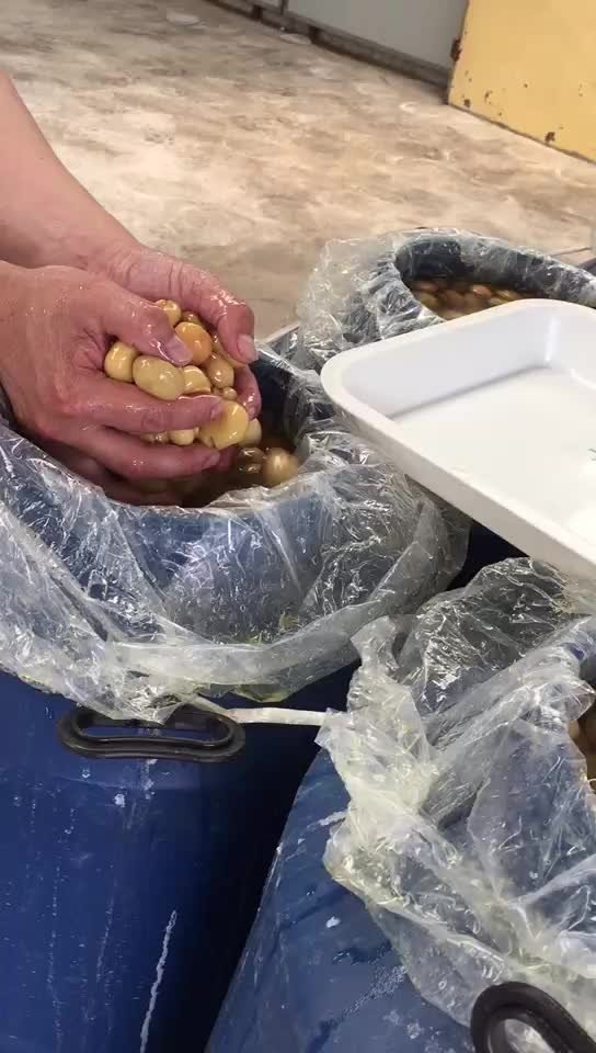 Brined champignon mushroom in drums