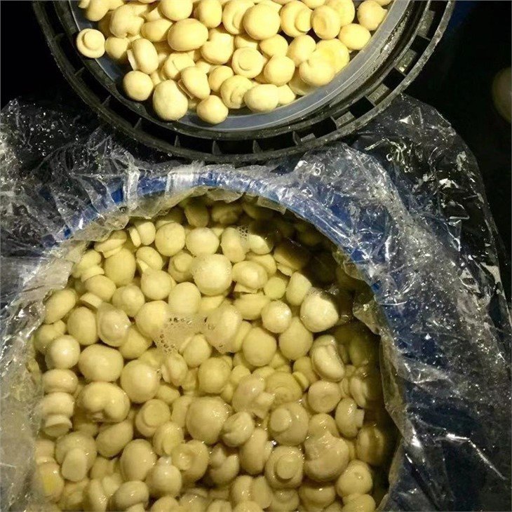 Wholesale champignon in vinegar in drums